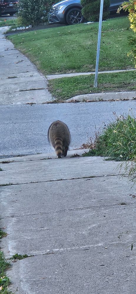 Photo of a raccoon walking on the sidewalk 