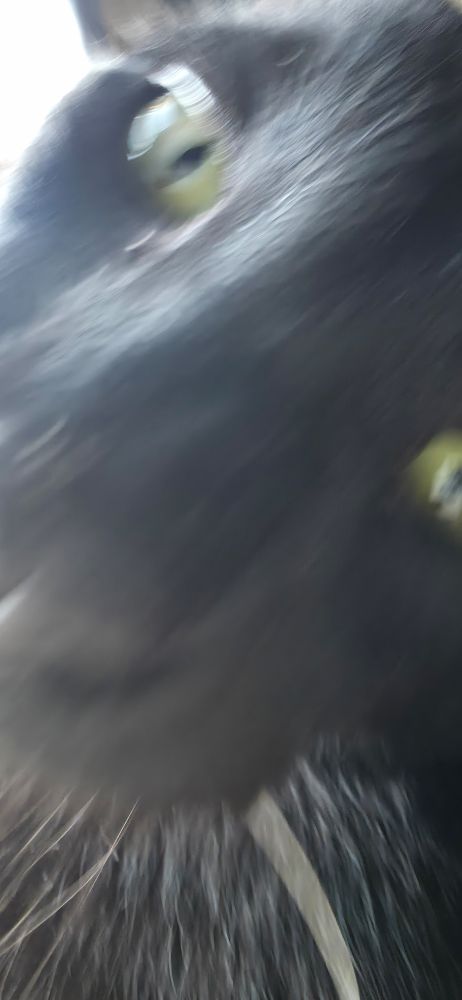 An extreme close up of a black cat