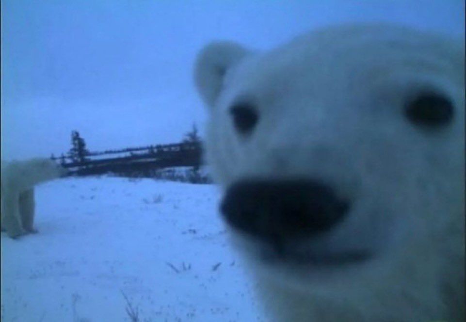 Polar bear looking into a camera 