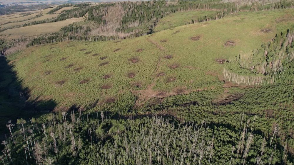 Man vs. Trees: How a Rancher’s Bulldozing Project Cost Utah Taxpayers