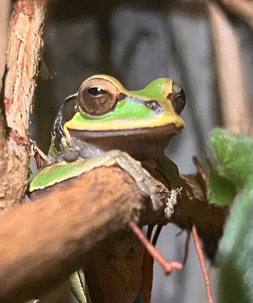 Tree frog with arm propped up on a branch and with a knowing, almost raised eyebrow pose.