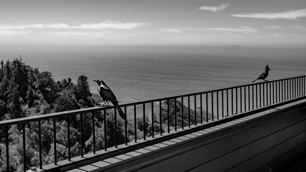 photo of a railing going diagonally across the lower third. On top of the railing there are two birds looking in opposite directions. They are a few feet apart. In the background is the Pacific Ocean and some of the California Coastline