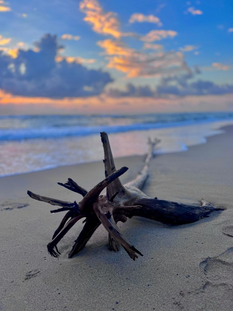 Photograph of a long piece of driftwood with short branches spiraling out on all sides. The ocean is on the left. The sky is partly cloudy and you can see hints of sunlight just above the horizon.