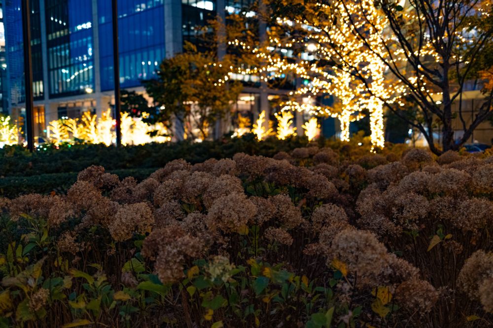 Photograph taken in Hudson yards New York City. There are some plants that are faded out because of the fall weather. In the background are a bunch of trees with anywhere from no leaves to colored leaves to green leaves that all have Christmas lights on them. There is depth the field, causing everything in the background to be blurred out of focus. 