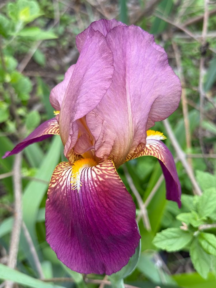 Purple Louisiana iris