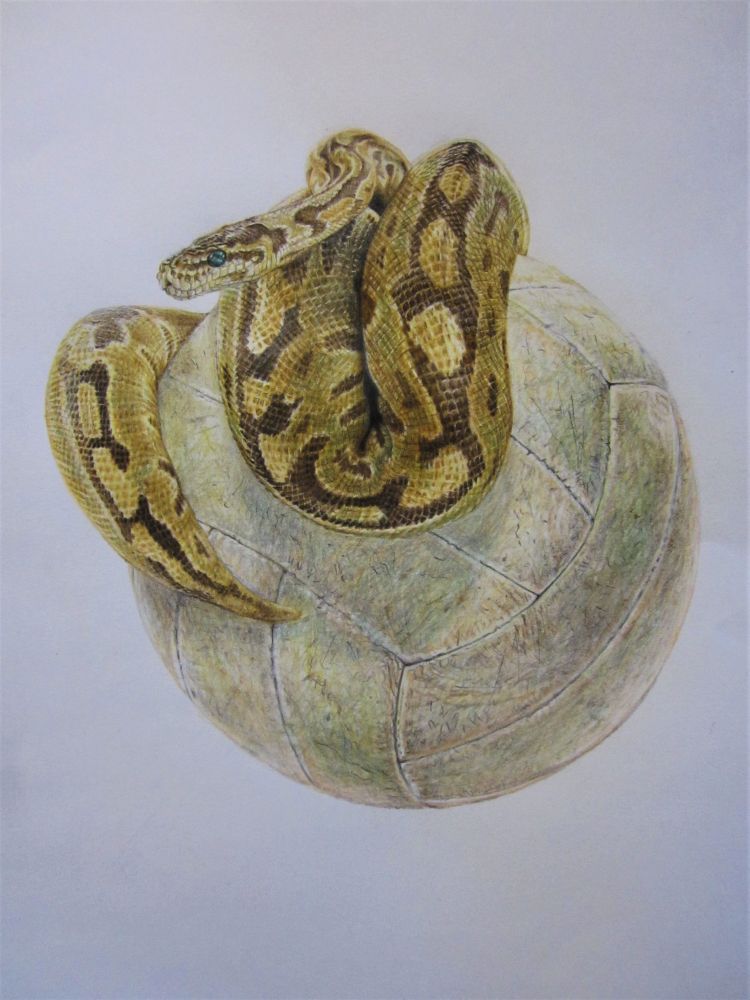 "Volleyball Python", pencil crayon/graphite on paper, 10x12", 2023. A realistic colour drawing of a ball python curled atop an old off-white volleyball.