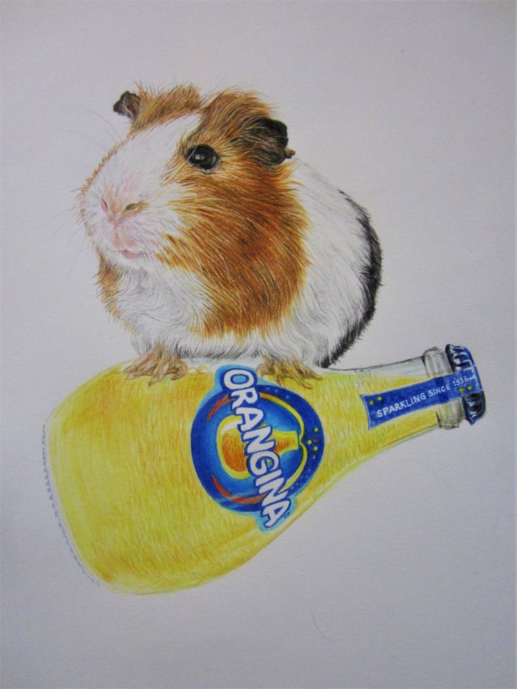 "Orangina Guinea Pig", pencil crayon/graphite on paper, 10x10", 2023. A realistic  colour drawing of a Guinea Pig seated atop a yellow & blue Orangina bottle.