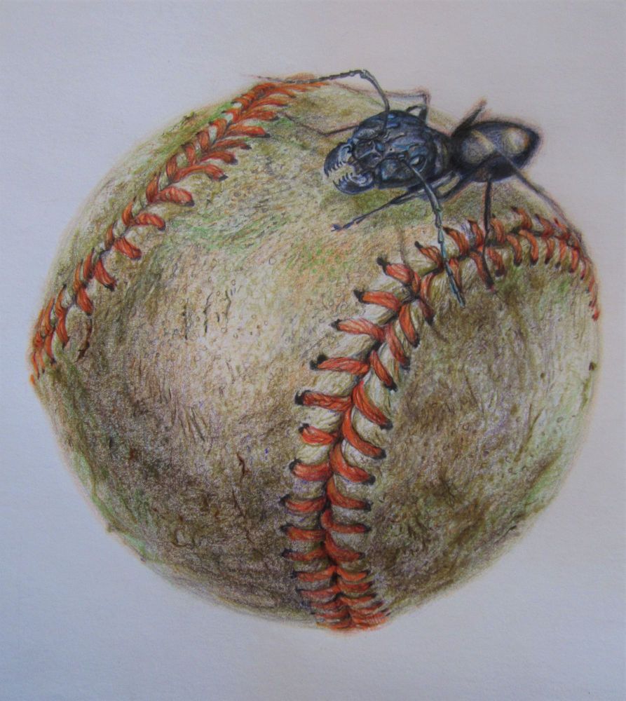 "Baseball Ant", pencil crayon/graphite on paper, 9x10", 2022. A realistic  colour drawing of an ant atop an old baseball.