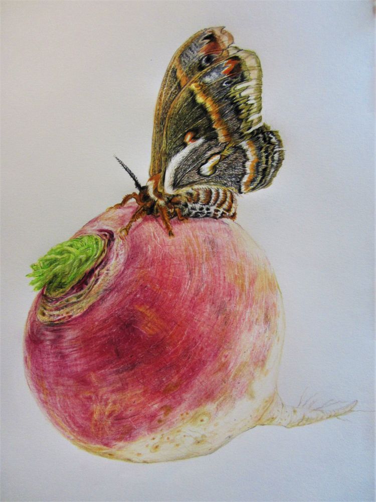 A colour drawing of a furry brown, black & white moth atop a red & white turnip.