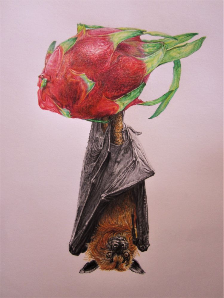"Dragon Fruit Bat", pencil crayon/graphite on paper, 9x14", 2023. A realistic  colour drawing of a leathery black & furry brown fruit bat hanging upside down from a red & green dragon fruit.