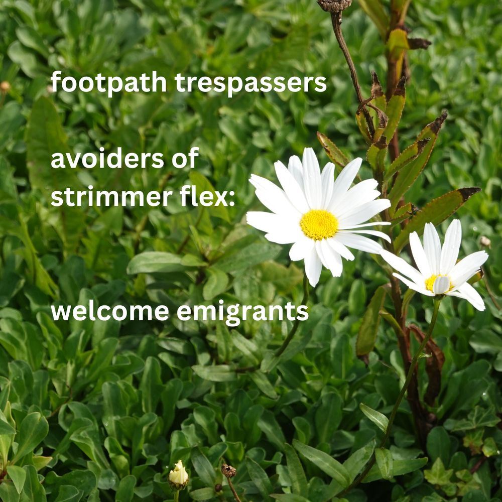 Photo shows two daisy-like flowers sprouting from a mass of low, matted foliage.  The poem reads ~ footpath trespassers/  avoiders of  strimmer flex:/   welcome emigrants