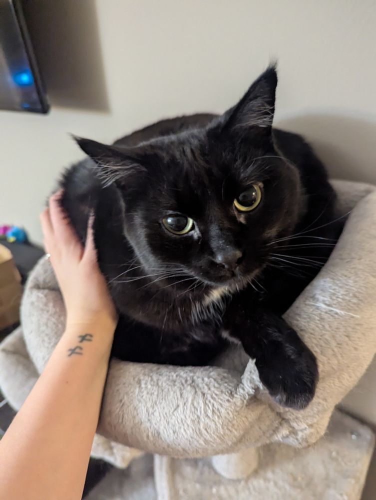 my tail chaser black cat, Artemis

She's laying on top of a cat tower and you can see my hand out to pet her