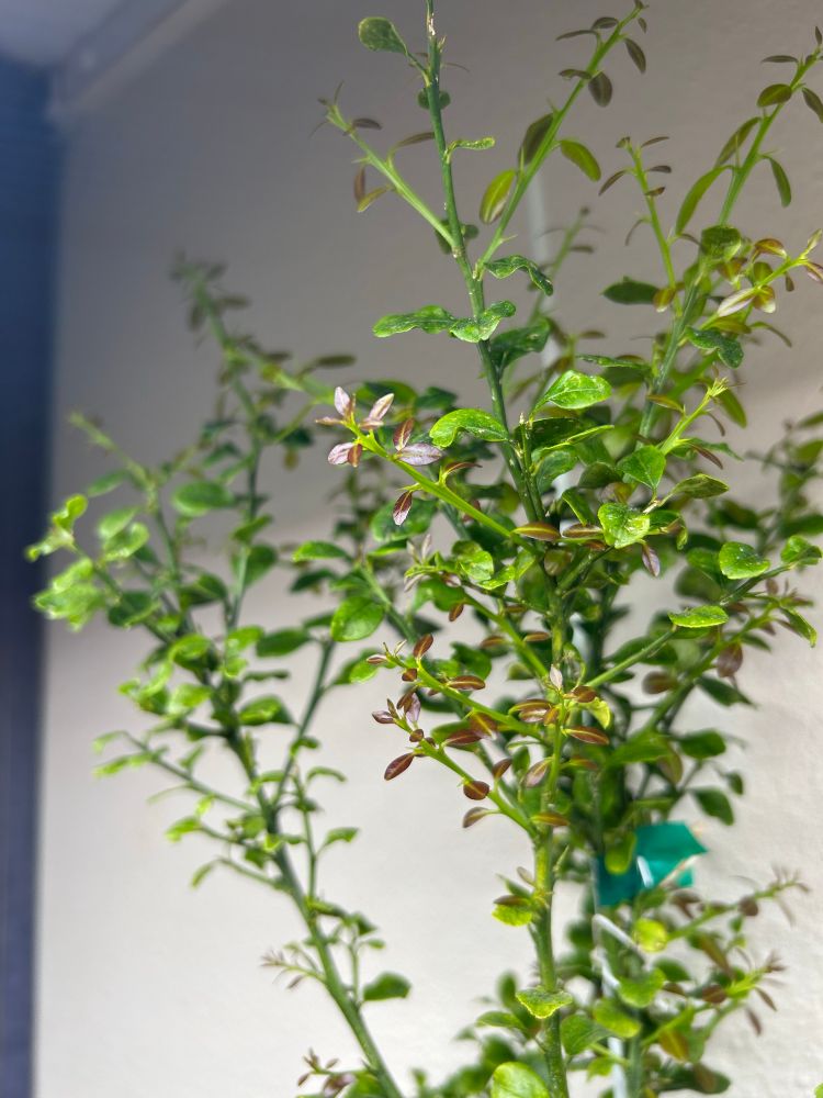 closeup of a small citrus tree with fine leaves 