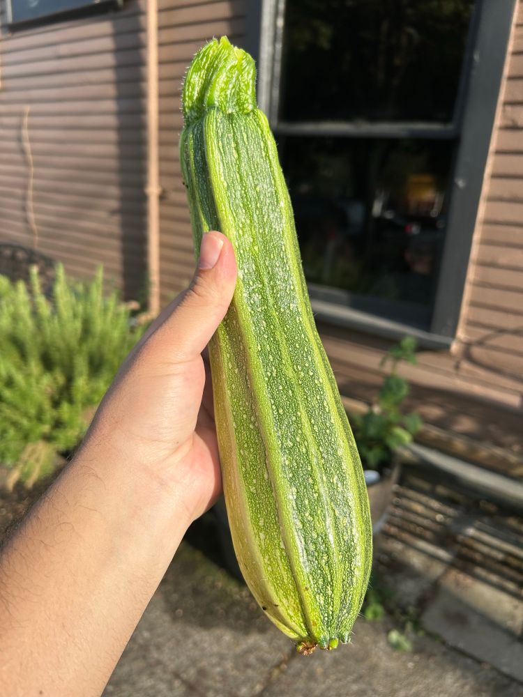 A large green zucchini being held up by a hand. It has ridges running down its length that are a lighter green in color. The darker green areas are flecked with light green. 