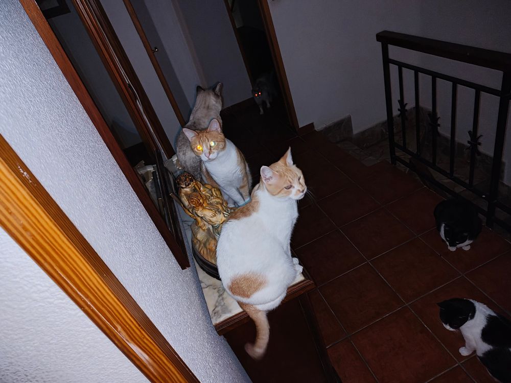 A photo taken with a flash of 6 cats waiting to get fed in a low light corridor. 3 are on top of a wardrobe, 2 are waiting on the floor, and 1 is coming from another room