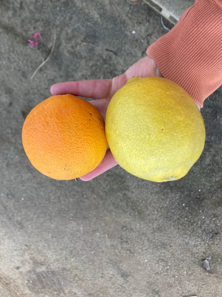 Regular size orange with larger lemon next to it