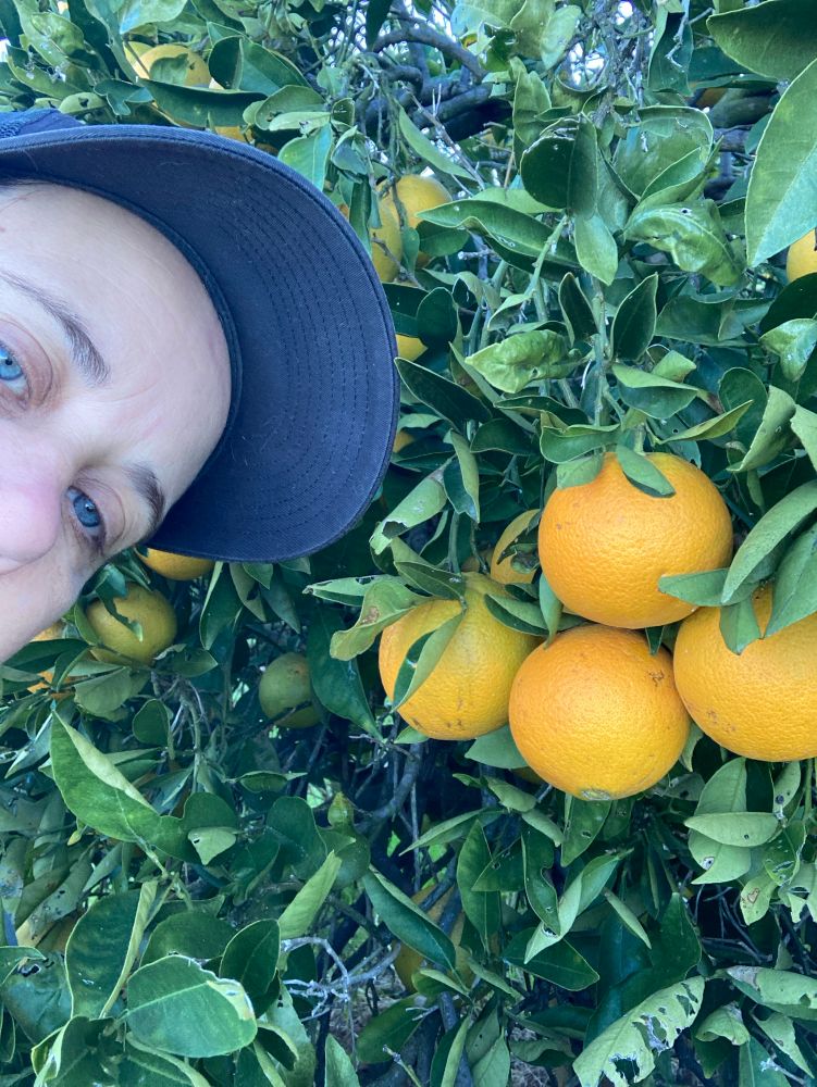 Farmer and some almost ripe oranges