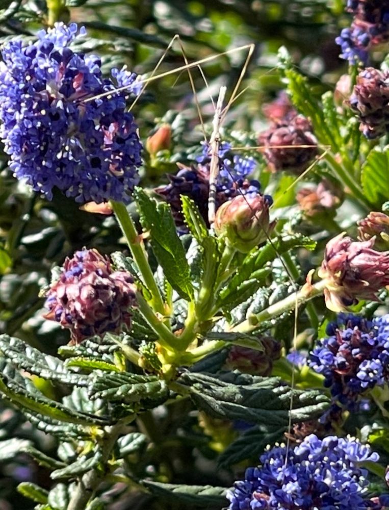 A slender stickbug on a plant