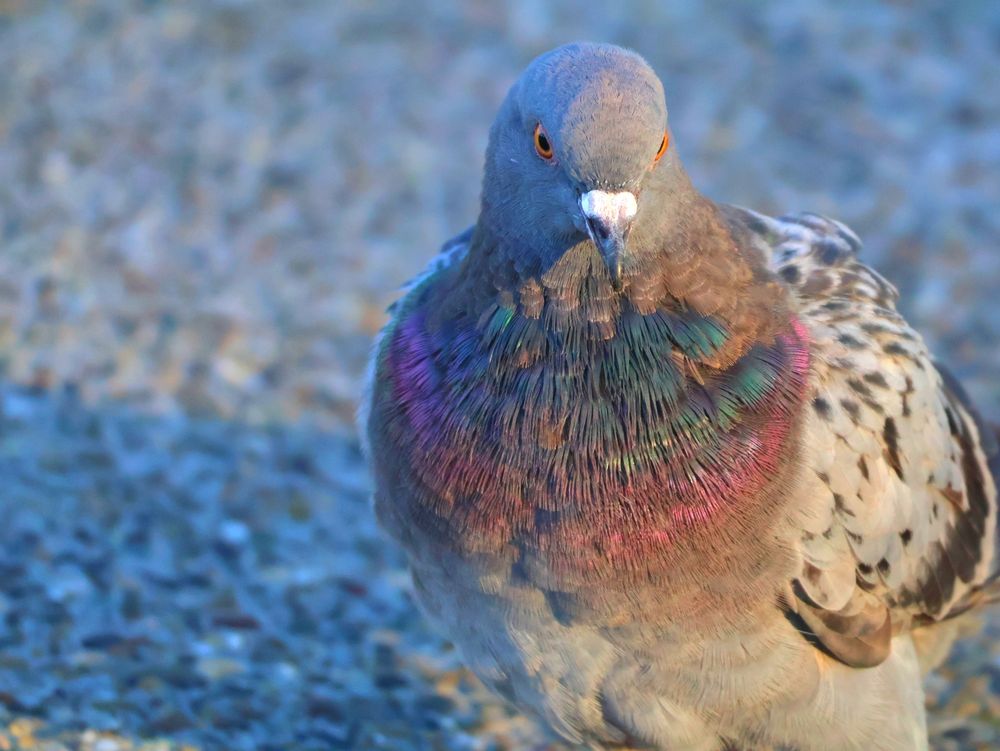 A pigeon with purple plumage is shining under the rising sun 