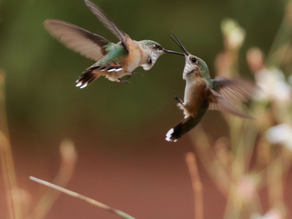 2 fighting hummingbirds 