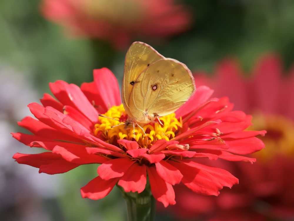 A yellow butterfly is perched on a red zinnia