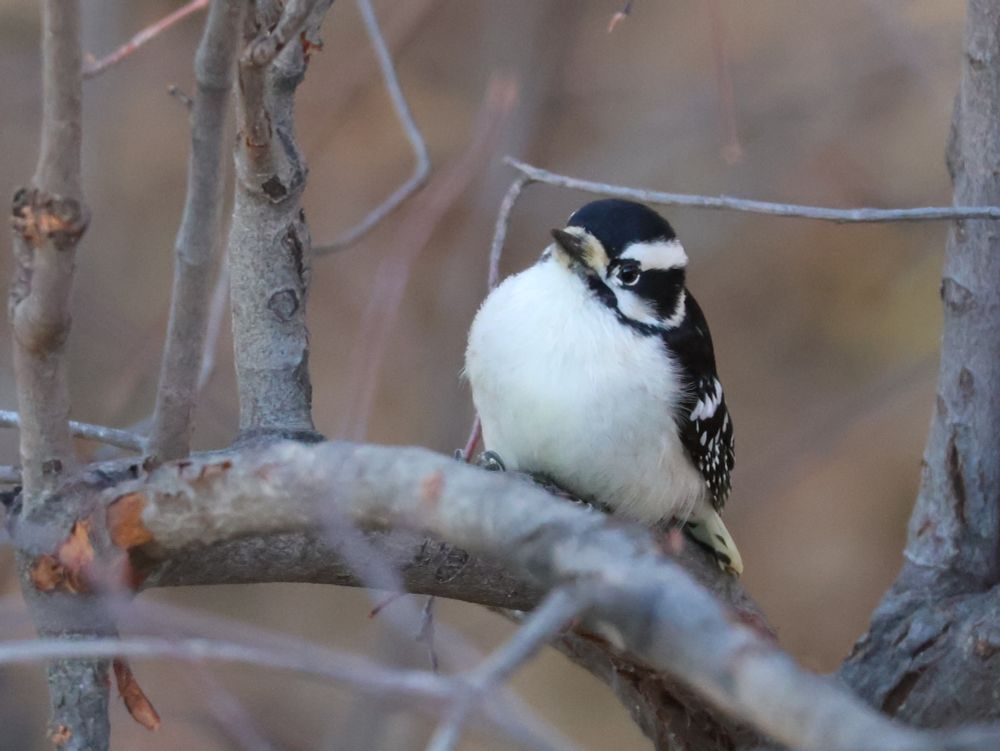 A very round downy woodpecker is perched on a branch