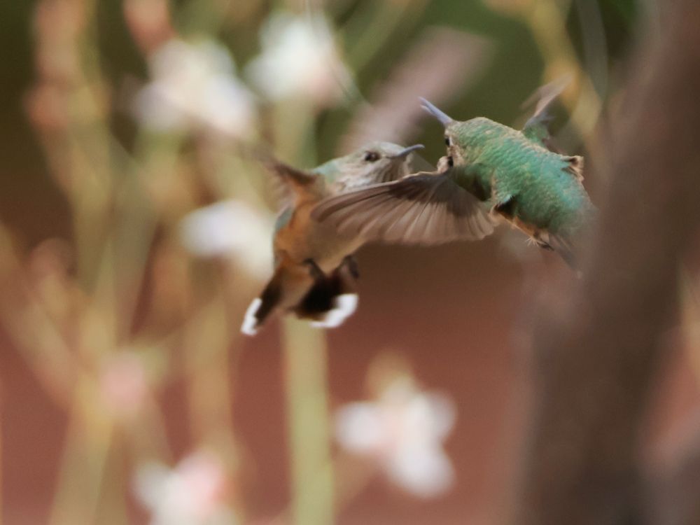 2 hummingbirds in fight?