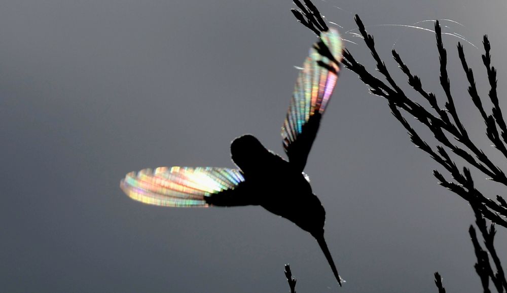 A hummingbird with rainbow wings because of back light