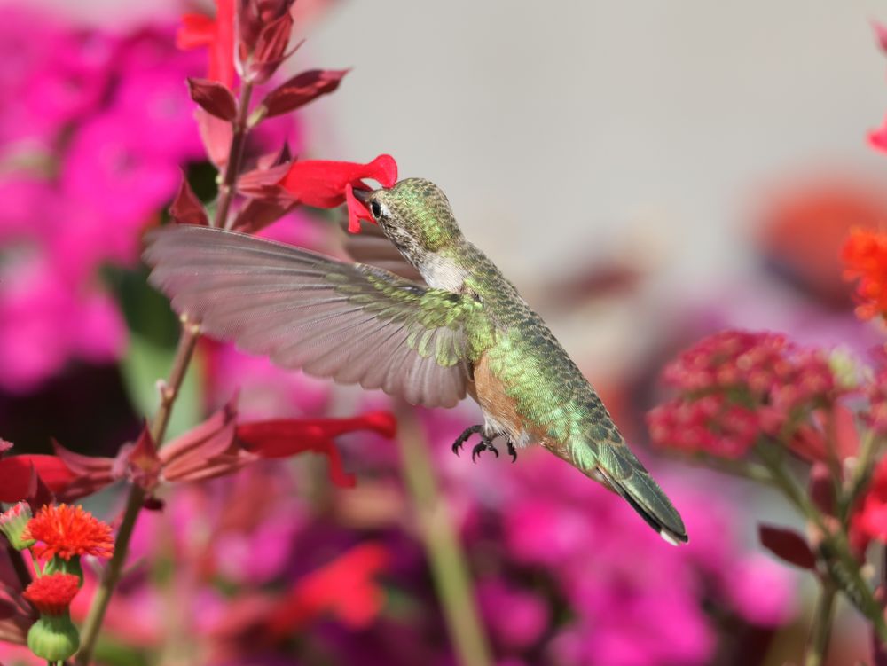 A broad tailed hummingbird is on front of some red and pink flowers