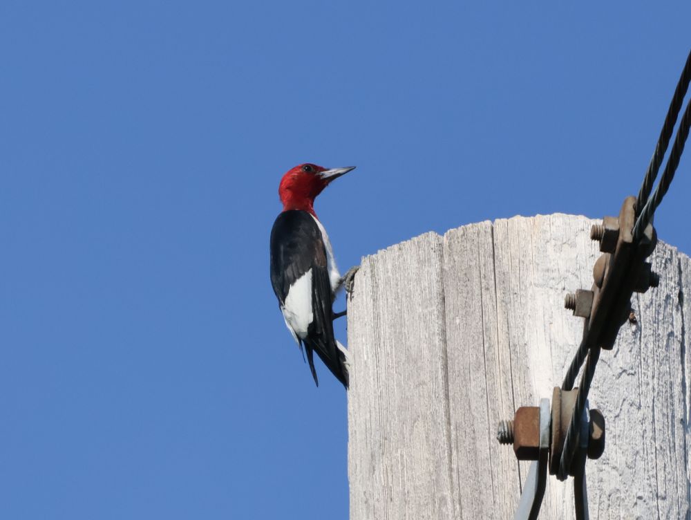 A red headed woodpecker is perched on a wood pillar of the power lines.