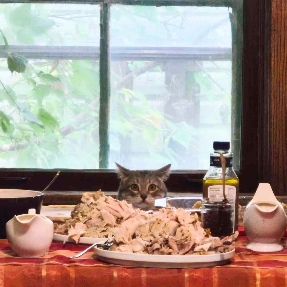 me grey tabby cat benjamo peering over the edge of a table with two meat mountains of turkey on plates, gravy etc. 

he looks… not innocent…