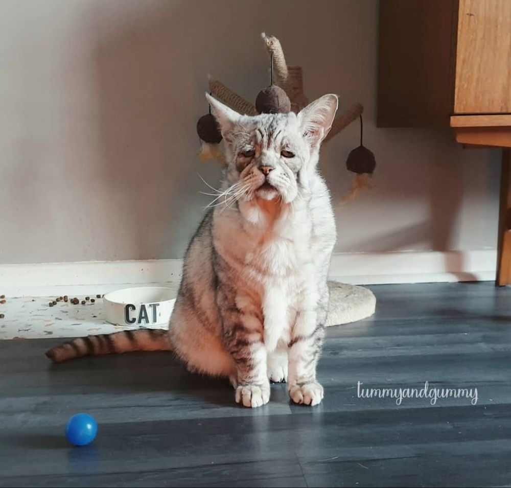 a cat with a very very saggy face looking miserable/tired/unimpressed next to a blue ball and a nice scratching post 