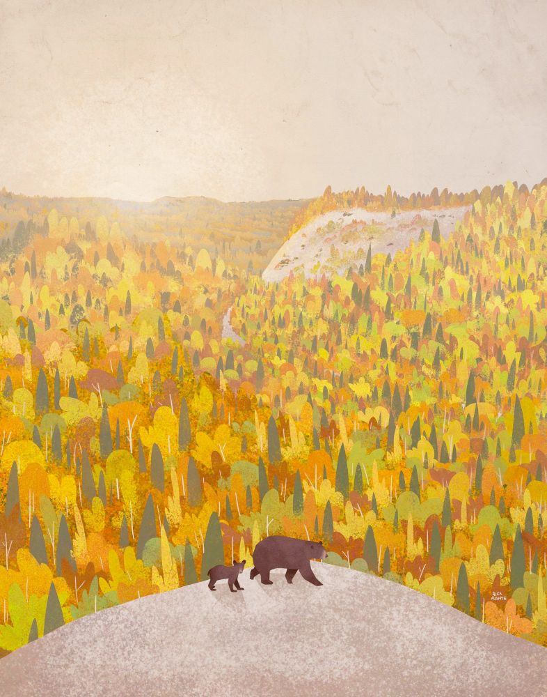 a warm illustration of bald hill at riding mountain national park in manitoba, canada. a cliff juts out into a sea of orange, yellow, red, and green trees. in the foreground is a single rocky platform with a mama bear and her cub.