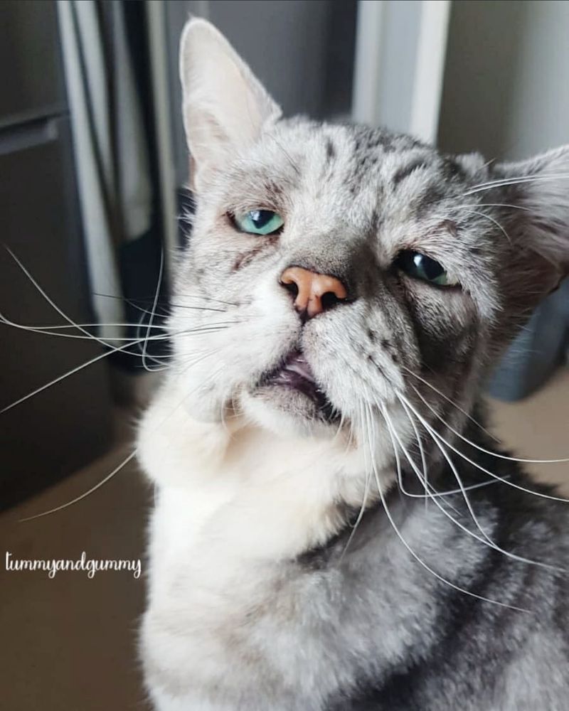 a cat with a very very saggy face looking at the camera with an expression that can only read as “i may not want to die, that’s way too far, but i certainly would enjoy ceasing to exist for a little while before coming back to regular life with no consequences as a result of my absence”