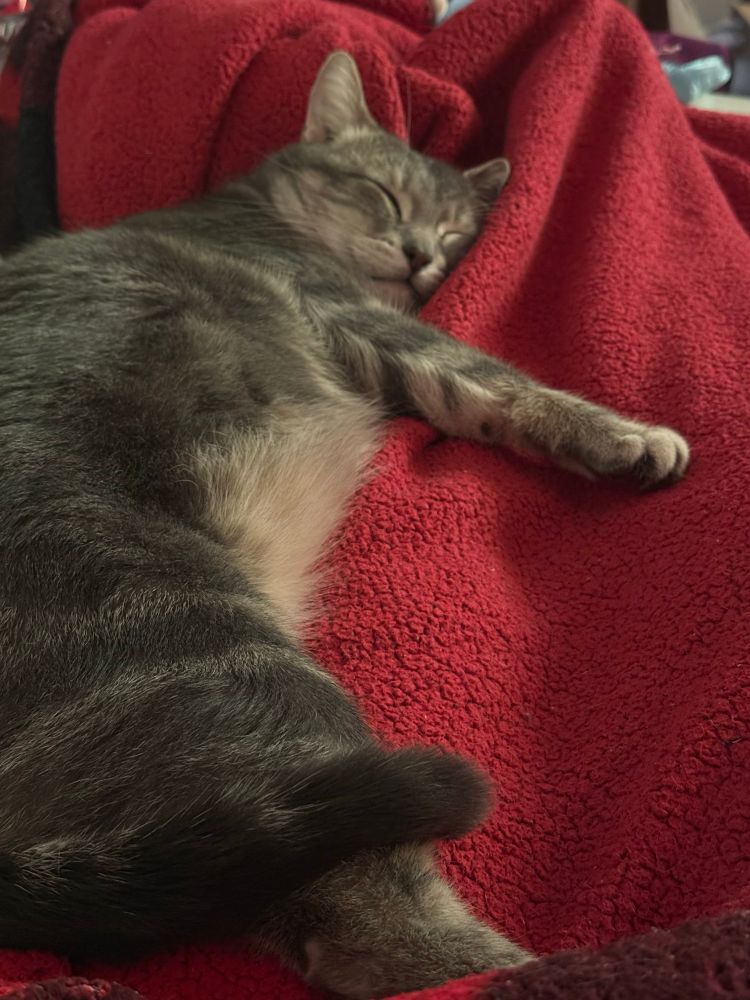 my grey tabby cat benjamo cuddling my blanket-covered legs with a big content smile on his face