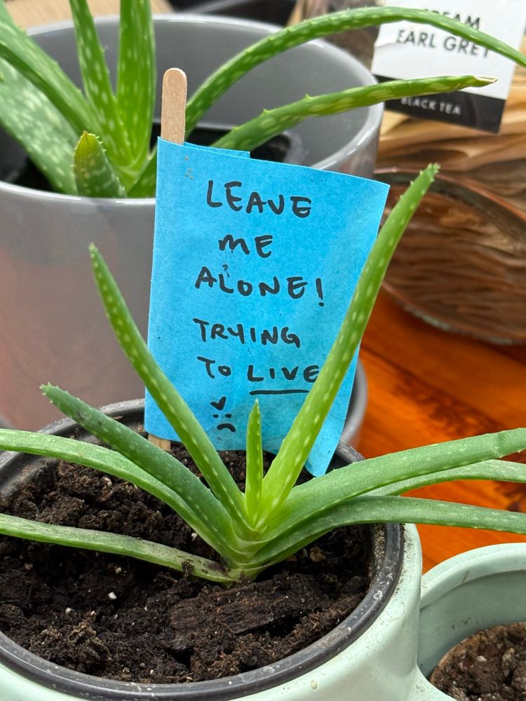 a tiny aloe plant with a post it note that says LEAVE ME ALONE! TRYING TO LIVE >:(