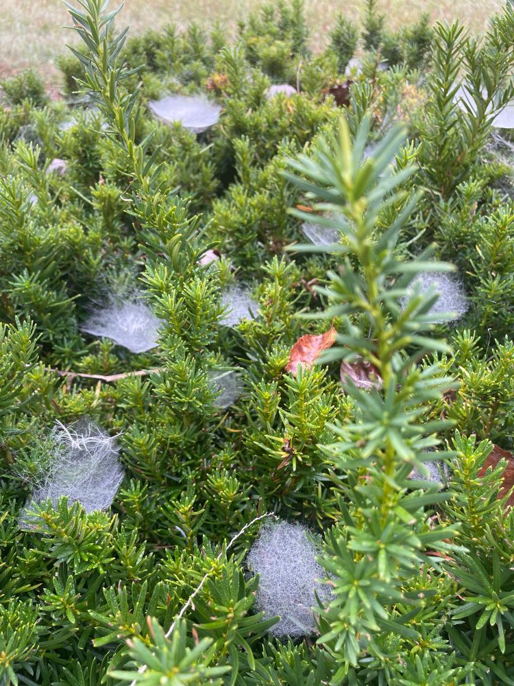 Bushes with spiderwebs and leaves 