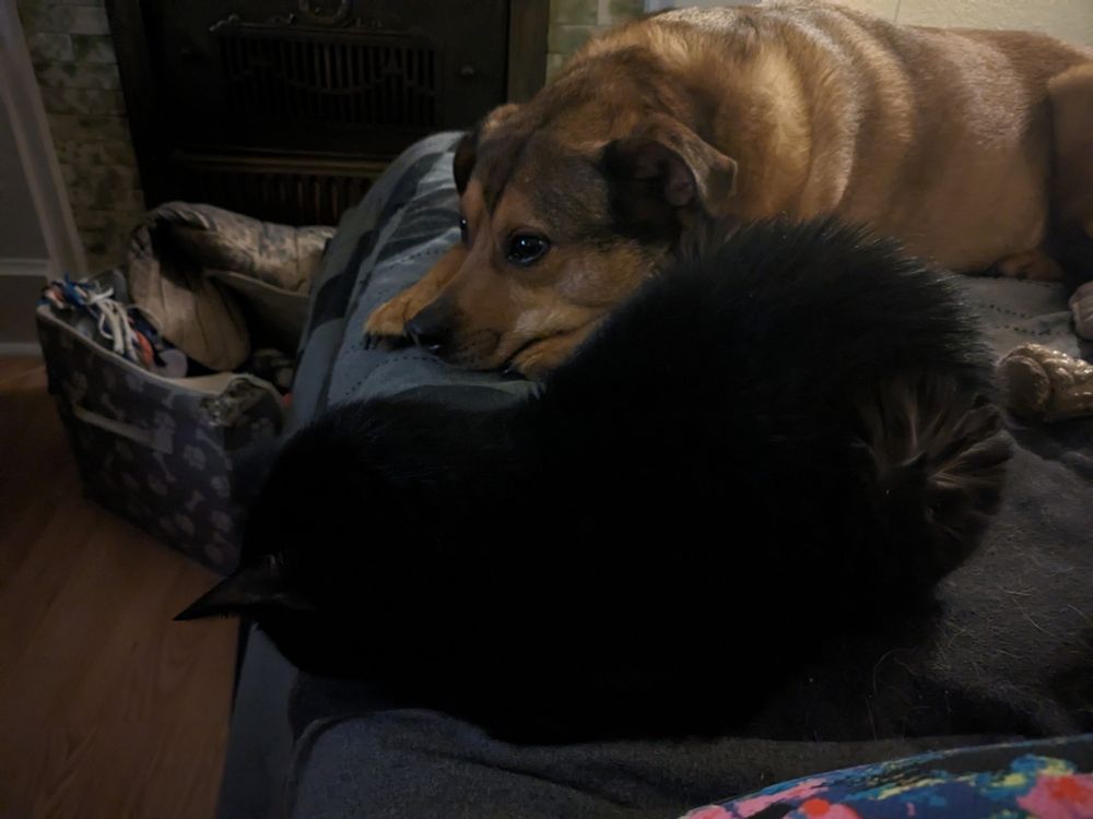 A loafed black cat sits near frame in front of a brown dog. Both appear to be lining up for a good 
petting.