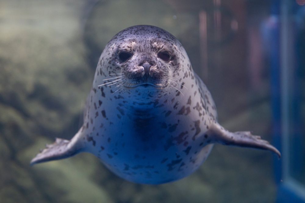 A seal underwater staring at the camera with its flippers in a T-shape