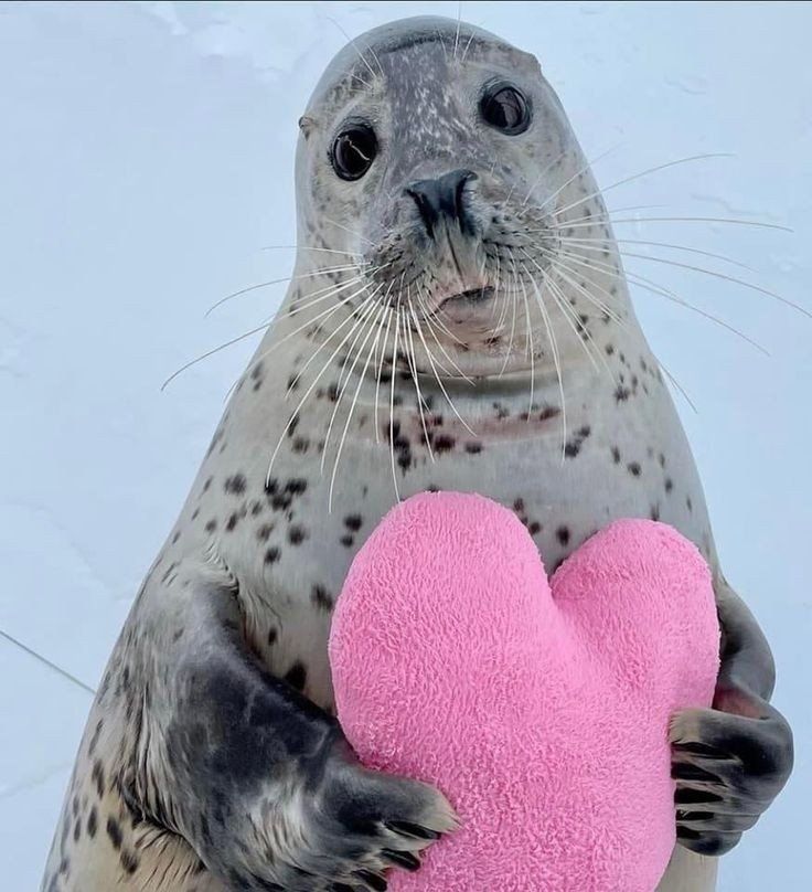 A seal holding a plush heart, cute !!!