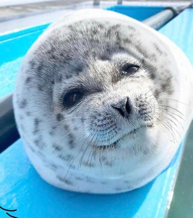 A seal smiling brightly at the camera