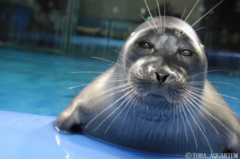 A picture of a seal staring judgingly at the camera, Toba Aquarium is credited in the bottom-right