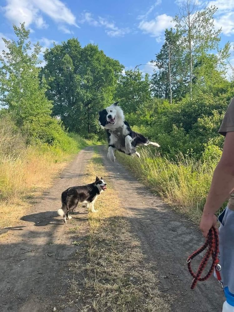 Photo of two border collies on a dirt track, one is looking back obediently towards their person, the other is leaping several feet in the air like a complete spanner. (No my photo, found elsenet, no credit I’m afraid.)