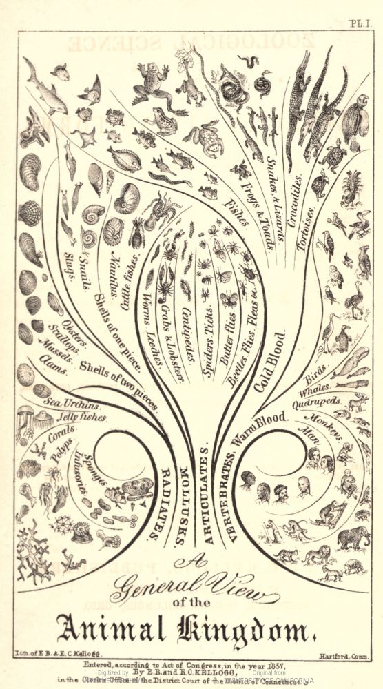 An 1857 visualisation of the animal kingdom, tree-of-life inspired but curly and swishy and elegant.