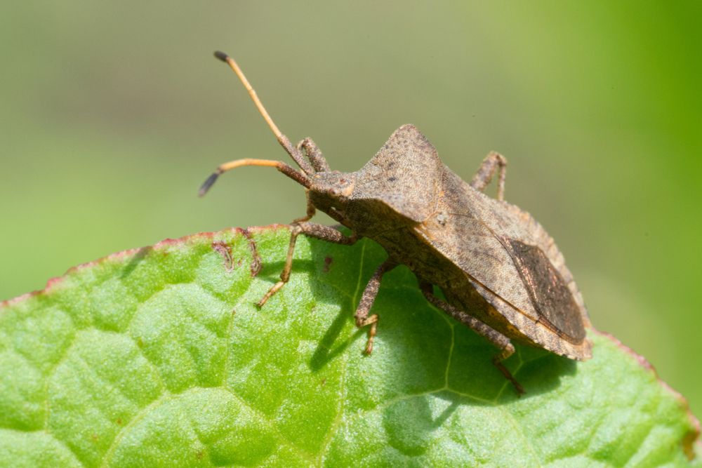 Eine Lederwanze auf einem Blattrand