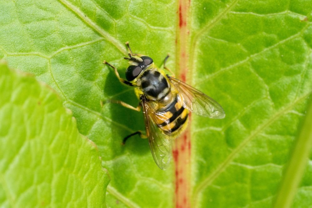Eine Schwebfliege auf einem Blatt