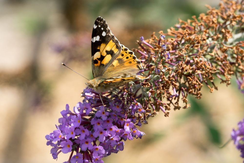 Ein Distelfalter auf einem Blütenstand des Sommerflieders