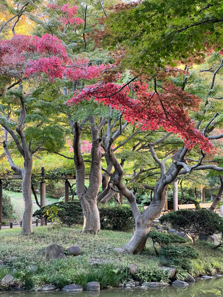 日比谷公園の紅葉・黄葉2025