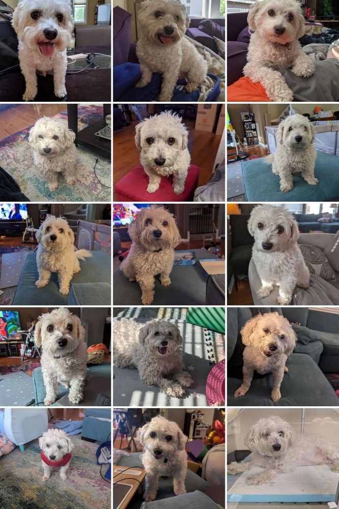 A collage of fifteen pictures of the best little man ever, a white maltipoo named Rilo