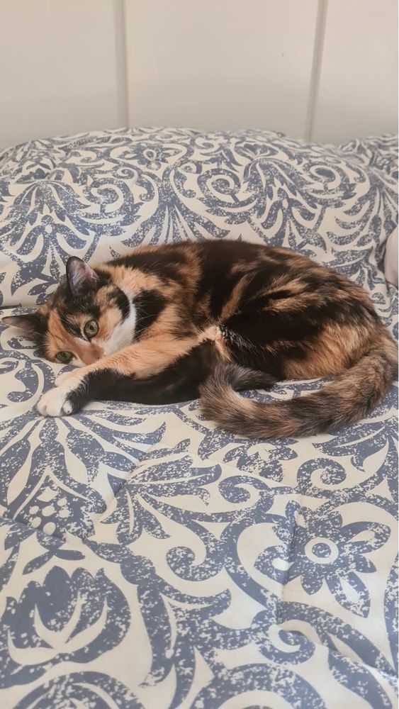 Gata tricolor deitada sobre colcha azul e branca